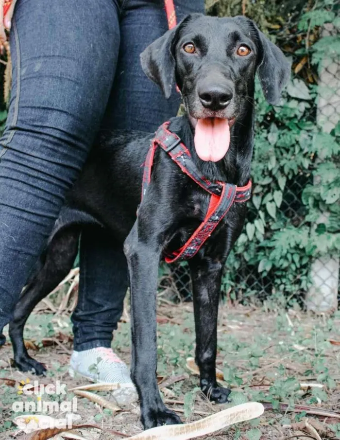 Cachorro ra a SRD-ViraLata idade 3 anos nome Sandra