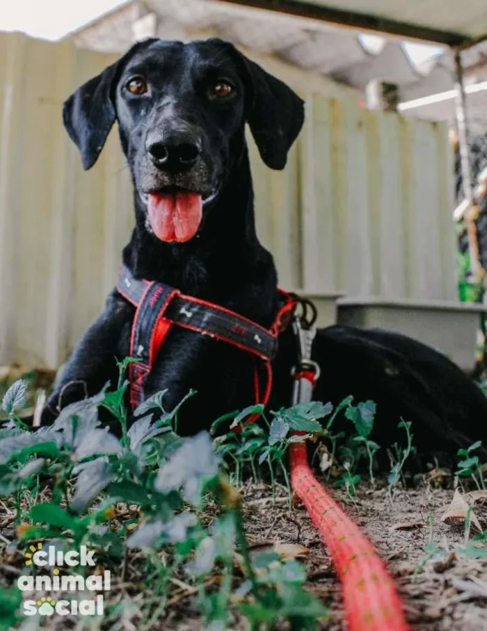 Cachorro ra a SRD-ViraLata idade 3 anos nome Sandra
