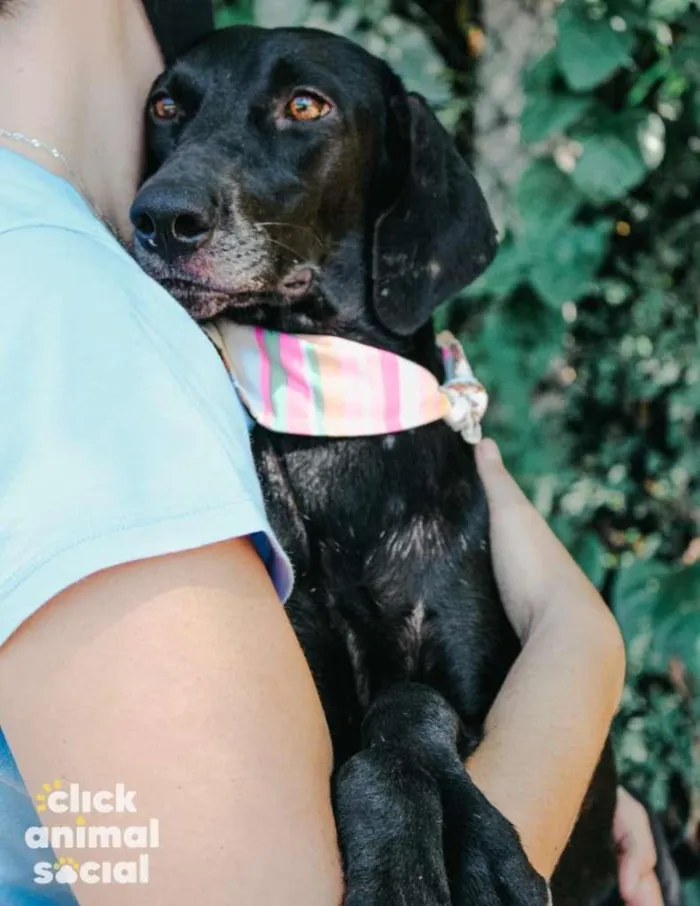 Cachorro ra a SRD-ViraLata idade 3 anos nome Sandra