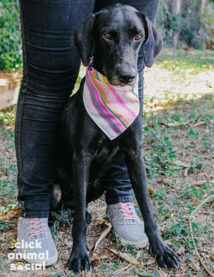 Cachorro ra a SRD-ViraLata idade 3 anos nome Sandra