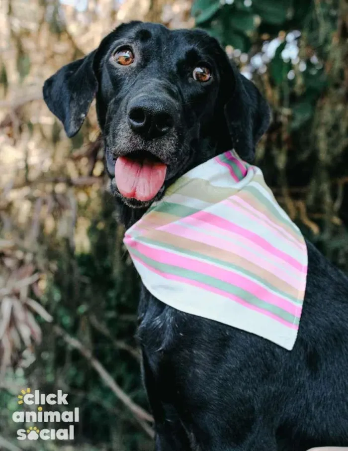 Cachorro ra a SRD-ViraLata idade 3 anos nome Sandra