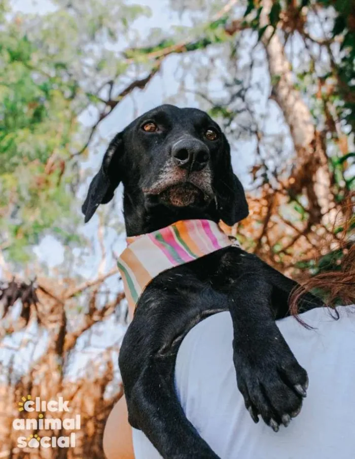 Cachorro ra a SRD-ViraLata idade 3 anos nome Sandra