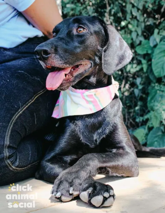 Cachorro ra a SRD-ViraLata idade 3 anos nome Sandra