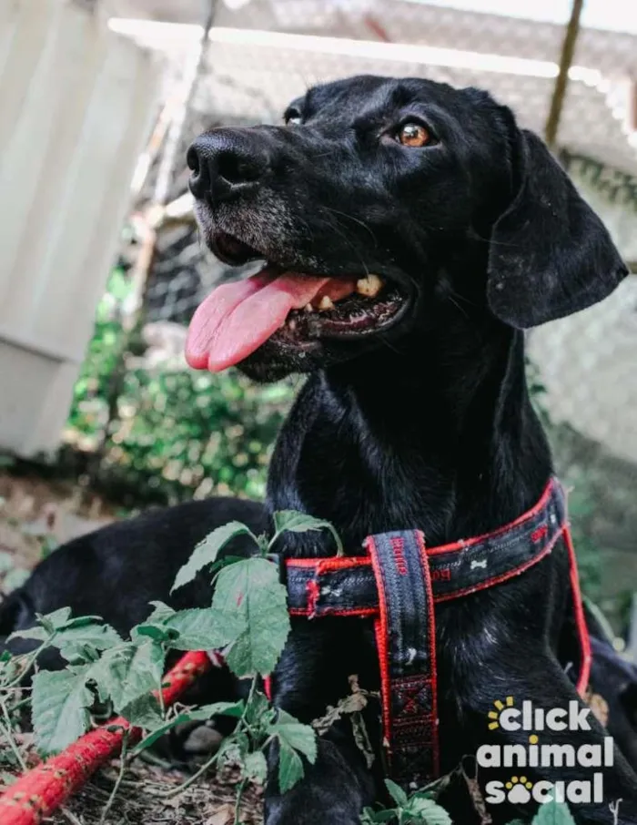 Cachorro ra a SRD-ViraLata idade 3 anos nome Sandra