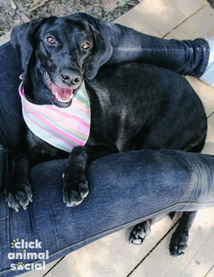 Cachorro ra a SRD-ViraLata idade 3 anos nome Sandra