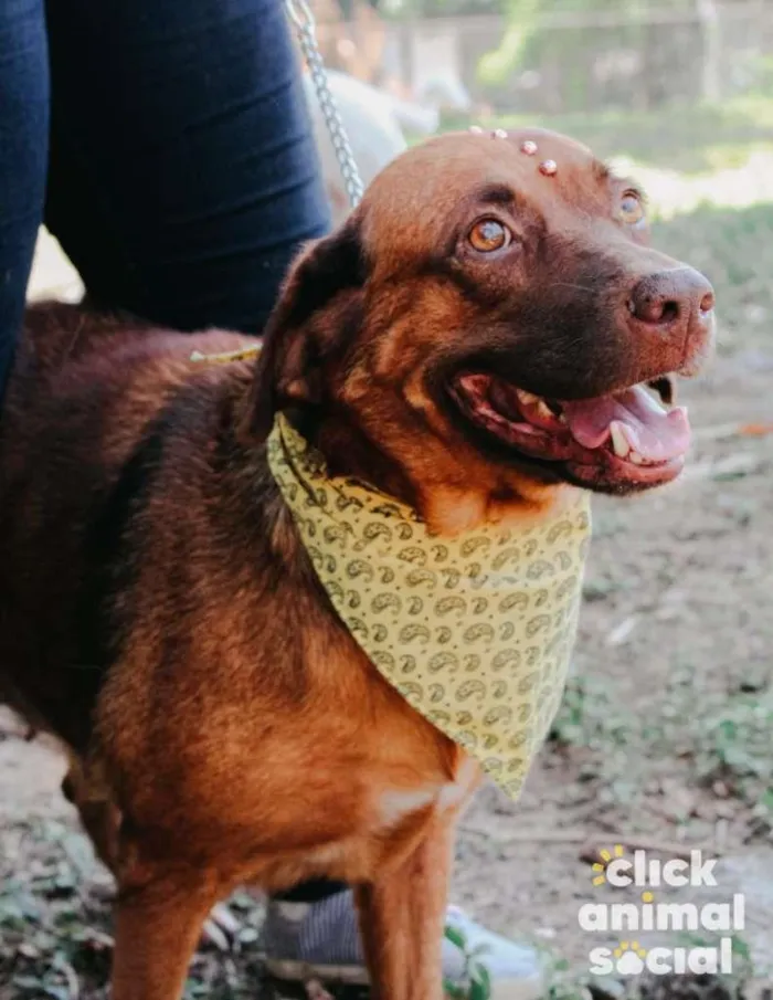 Cachorro ra a SRD-ViraLata idade 5 anos nome Princesa