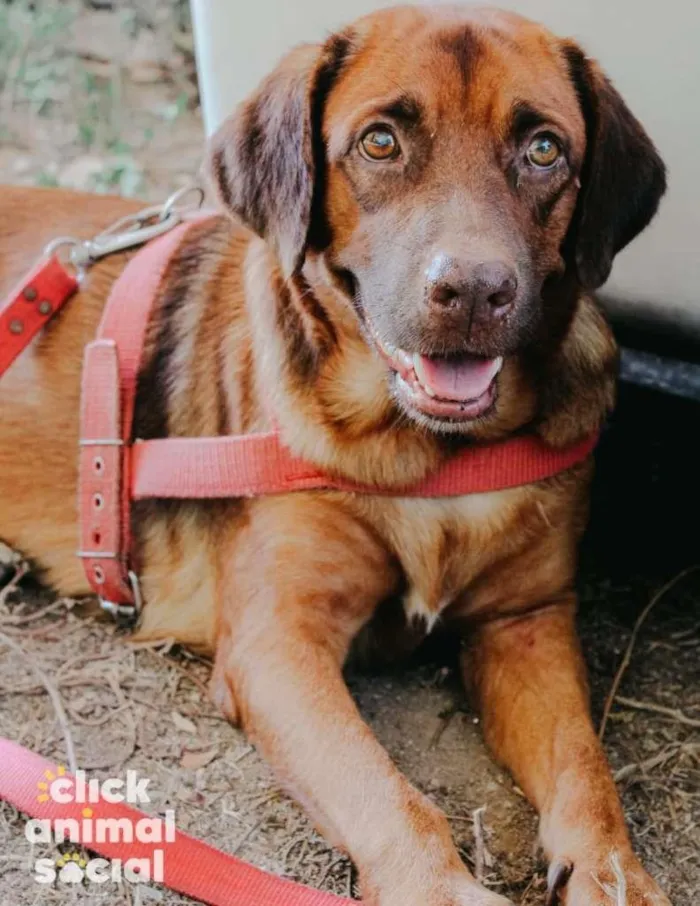 Cachorro ra a SRD-ViraLata idade 5 anos nome Princesa