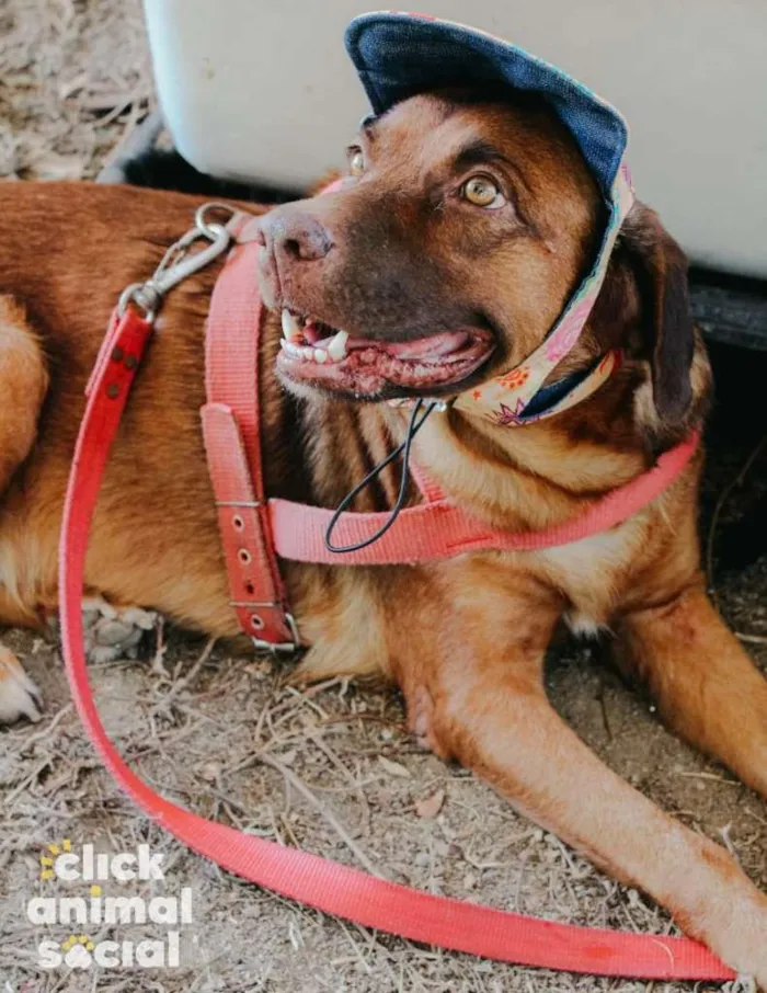 Cachorro ra a SRD-ViraLata idade 5 anos nome Princesa