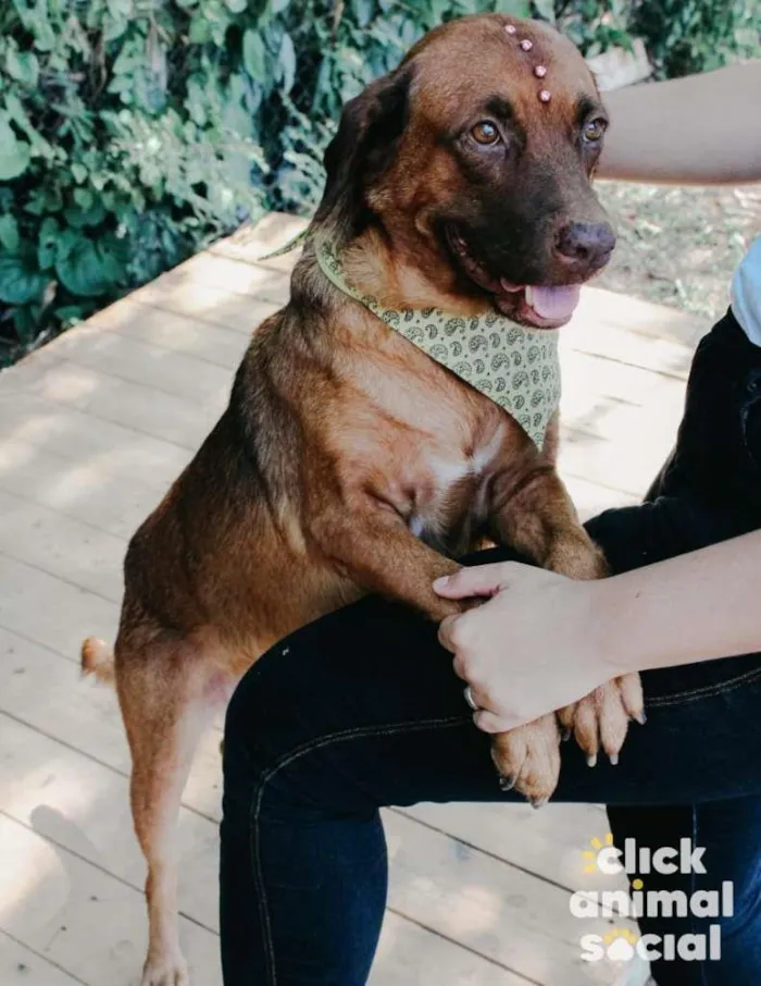 Cachorro ra a SRD-ViraLata idade 5 anos nome Princesa