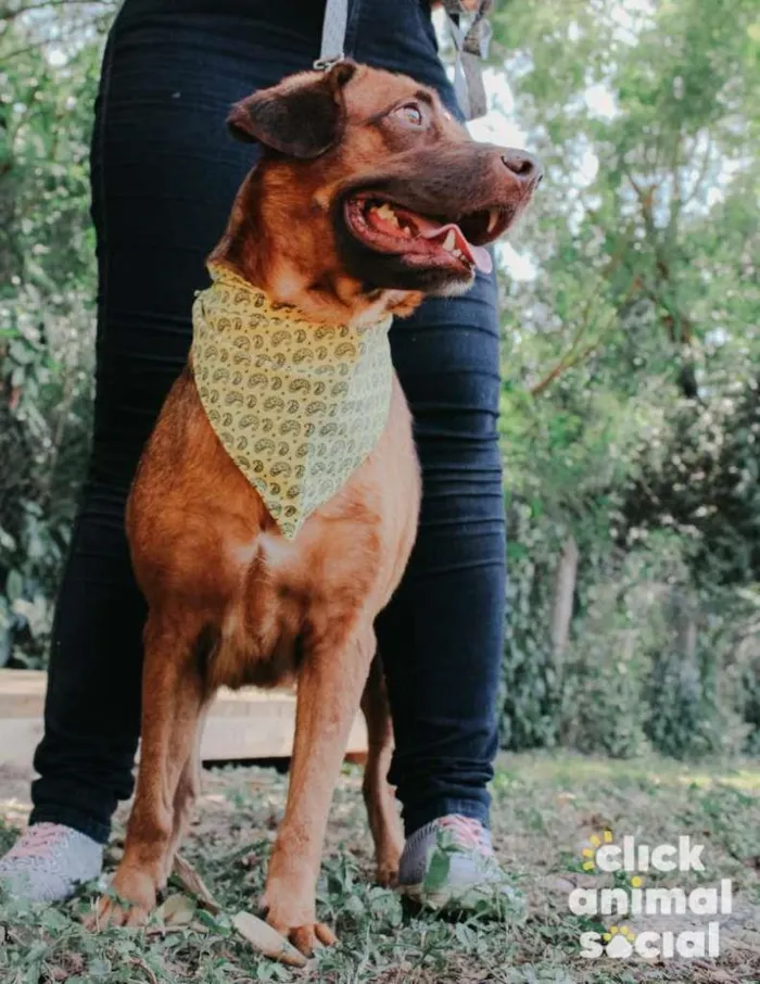 Cachorro ra a SRD-ViraLata idade 5 anos nome Princesa