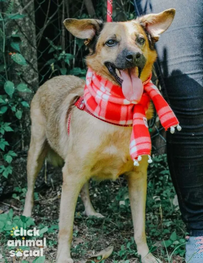 Cachorro ra a SRD-ViraLata idade 3 anos nome Régis