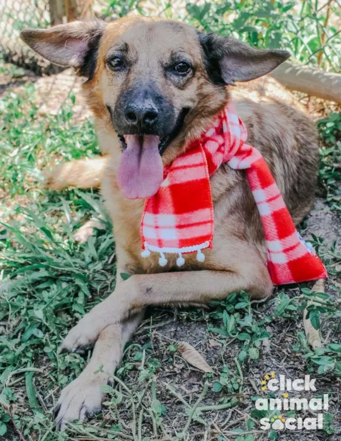 Cachorro ra a SRD-ViraLata idade 3 anos nome Régis