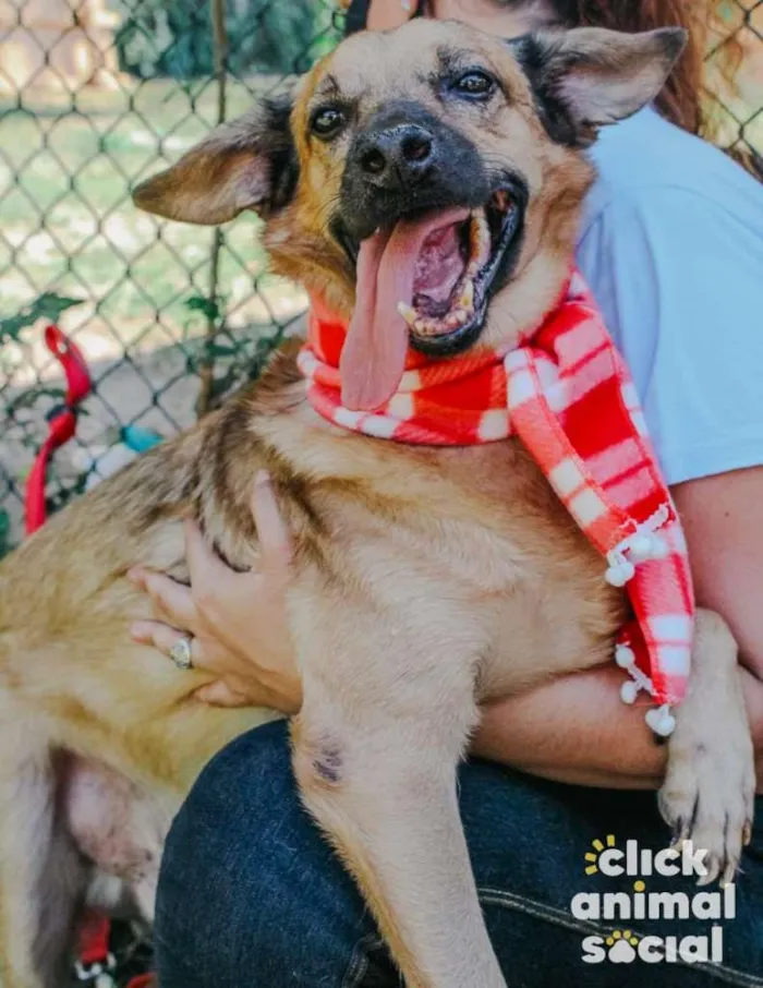 Cachorro ra a SRD-ViraLata idade 3 anos nome Régis