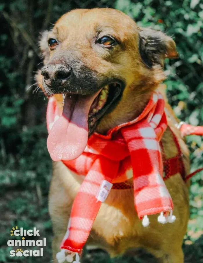 Cachorro ra a SRD-ViraLata idade 3 anos nome Régis