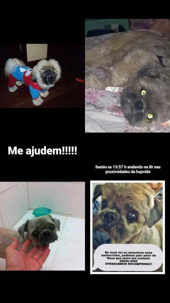 Cachorro raça Shitzu idade 6 ou mais anos nome Doddy