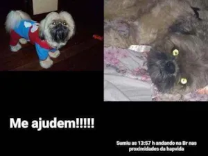 Cachorro raça Shitzu idade 6 ou mais anos nome Doddy
