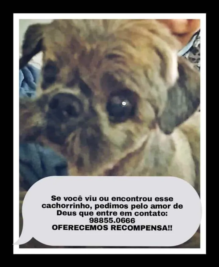 Cachorro raça Shitzu idade 6 ou mais anos nome Doddy