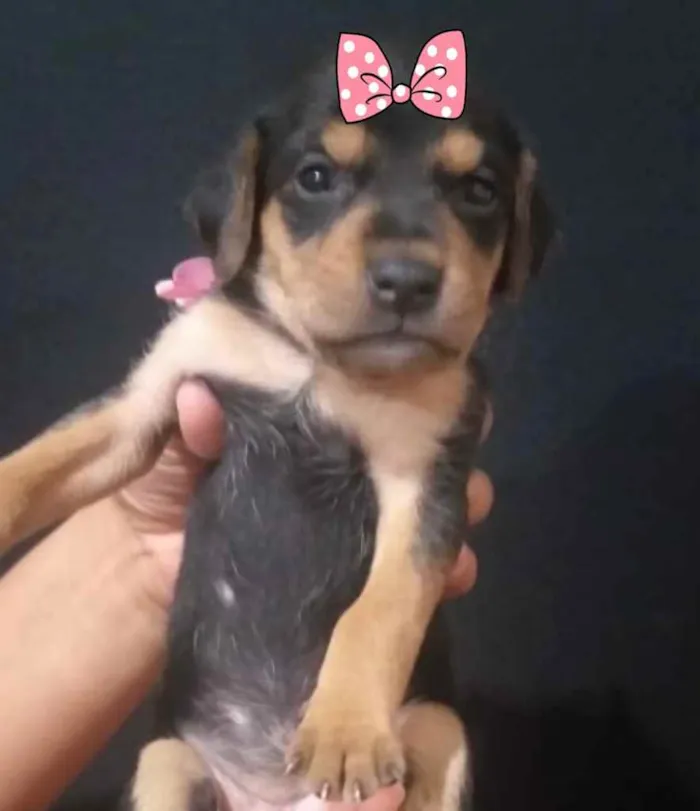 Cachorro raça Mestiça  idade 2 a 6 meses nome Sandy 