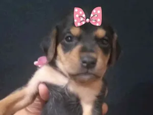 Cachorro raça Mestiça  idade 2 a 6 meses nome Sandy 