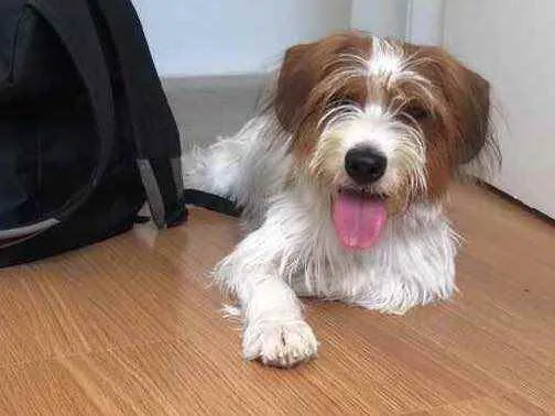 Cachorro raça SRD idade 1 ano nome Maylon