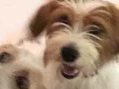 Cachorro raça SRD idade 1 ano nome Maylon