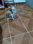 Gatinha linda 