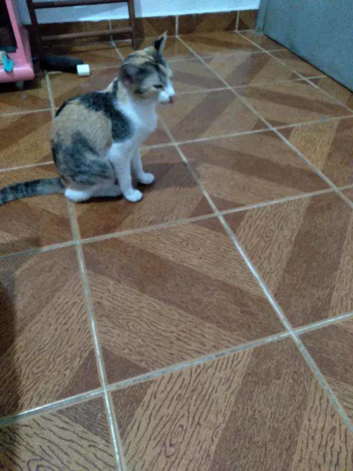 Gato ra a SRD idade 7 a 11 meses nome Gatinha linda 
