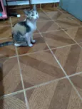 Gatinha linda 