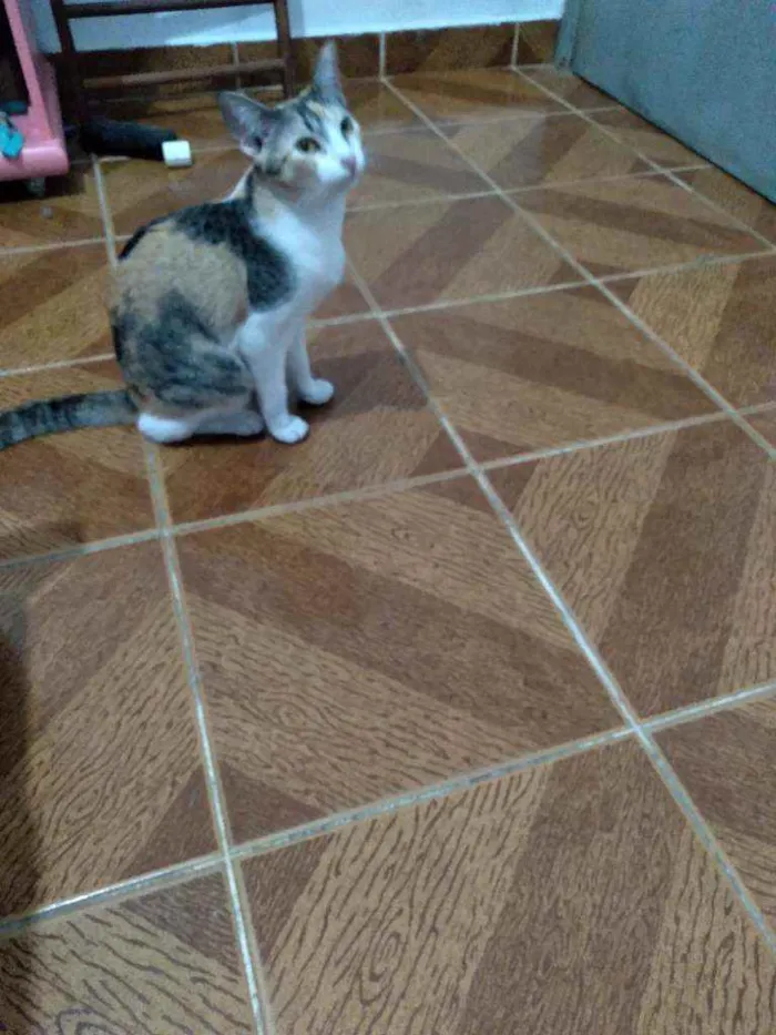 Gato ra a SRD idade 7 a 11 meses nome Gatinha linda 