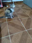 Gatinha linda
