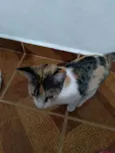Gatinha linda 