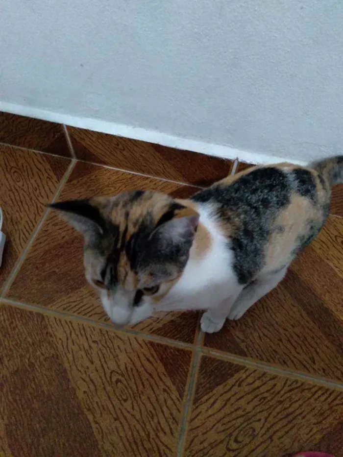 Gato ra a SRD idade 7 a 11 meses nome Gatinha linda 