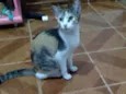 Gatinha linda 