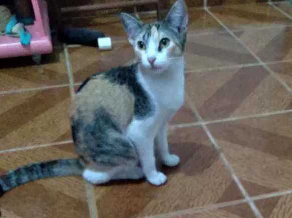 Gato ra a SRD idade 7 a 11 meses nome Gatinha linda 