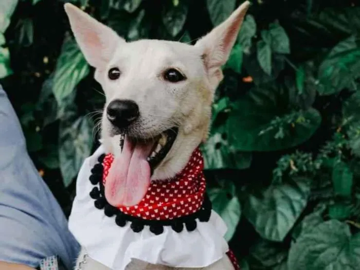 Cachorro raça SRD-ViraLata idade 2 anos nome Branquela