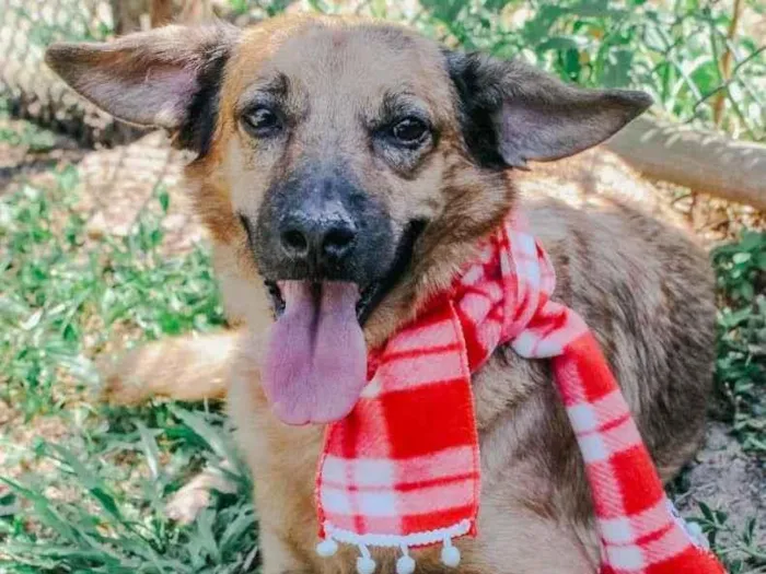 Cachorro ra a SRD-ViraLata idade 3 anos nome Régis