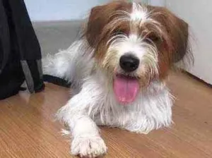 Cachorro raça SRD idade 1 ano nome Maylon