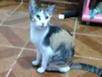 Gatinha linda 