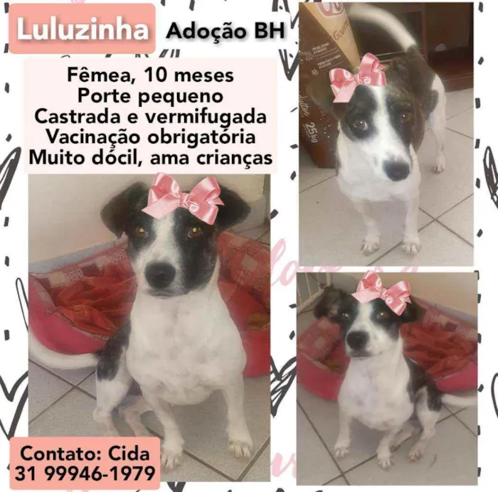 Cachorro raça Srd idade 7 a 11 meses nome Luluzinha
