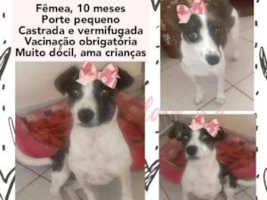 Cachorro raça Srd idade 7 a 11 meses nome Luluzinha