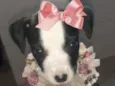 Bombom