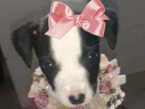 Cachorro raça Srd idade 2 a 6 meses nome Bombom