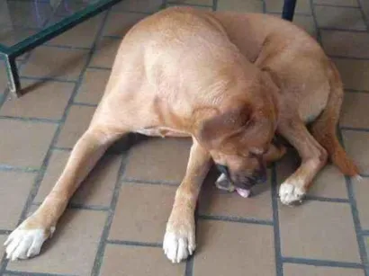 Cachorro raça Vira lara idade 6 ou mais anos nome REX