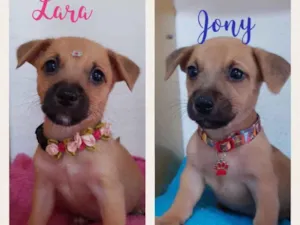 Cachorro raça Srd idade 2 a 6 meses nome Família filhotes 