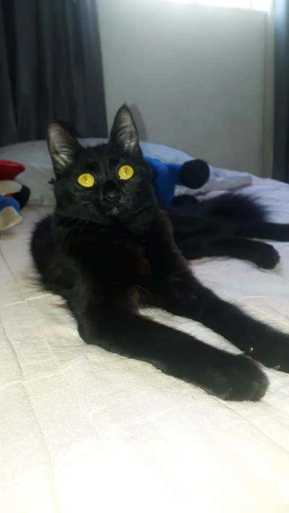 Gato raça  idade 7 a 11 meses nome Lua