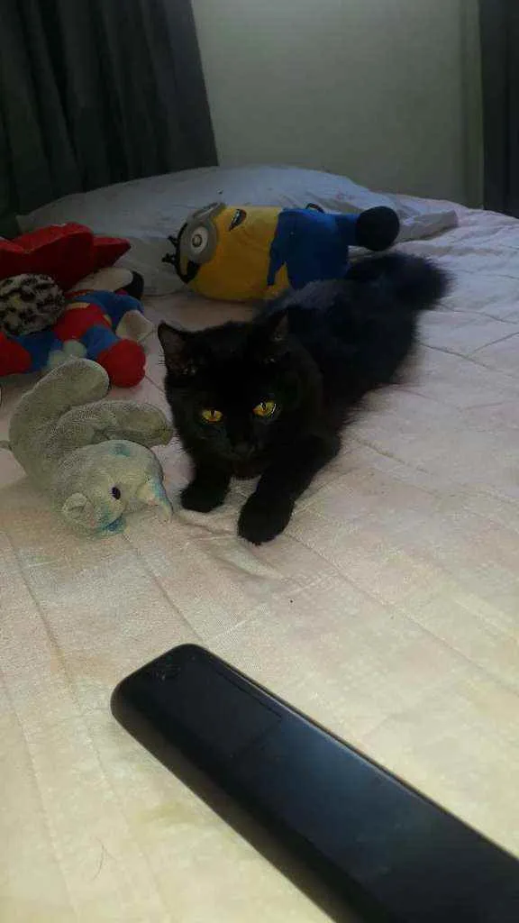 Gato raça  idade 7 a 11 meses nome Lua