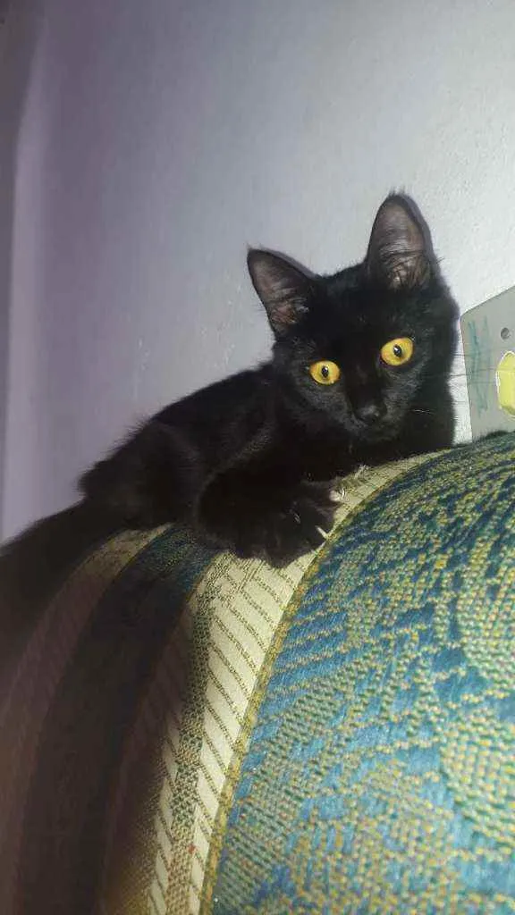 Gato raça  idade 7 a 11 meses nome Lua