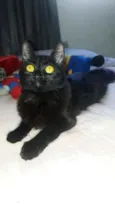 Lua