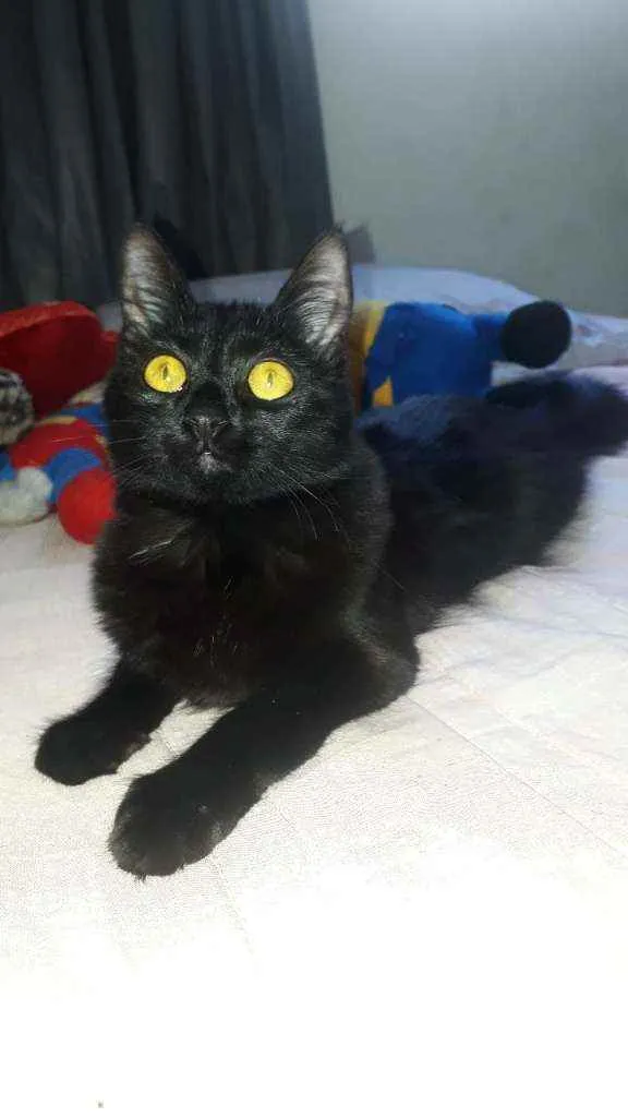 Gato raça  idade 7 a 11 meses nome Lua
