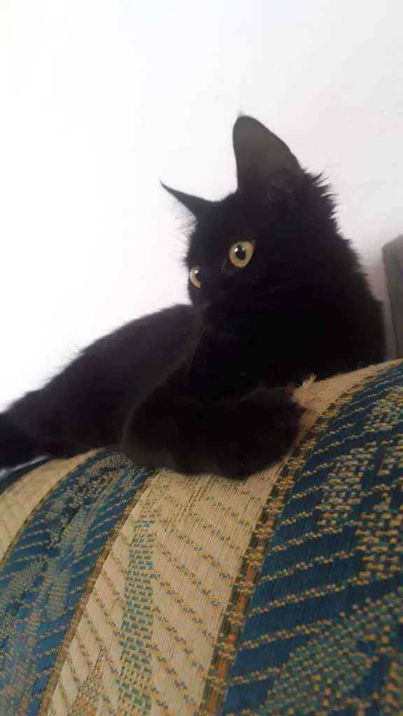 Gato raça  idade 7 a 11 meses nome Lua